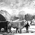Happy Cows