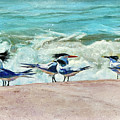 Island Terns